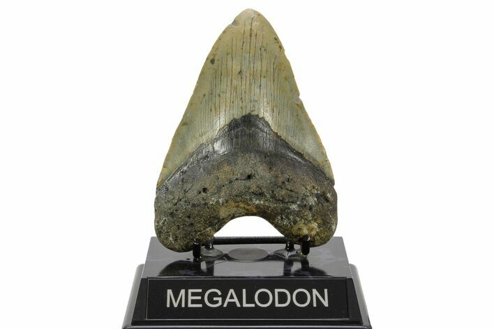 Fossil Megalodon Tooth - North Carolina #378015